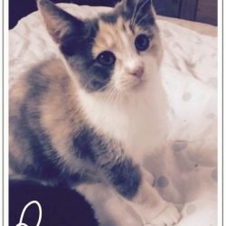 Don't be frightened to sue in the civil courts if a person won't give your cat back