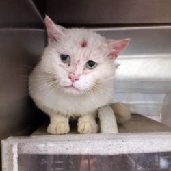 The face of heartbreak: Cat at NC shelter may only have a few days to find a new home