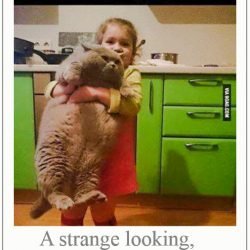 Strange looking adorable grey cat