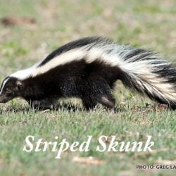 Do bobcats eat skunks?