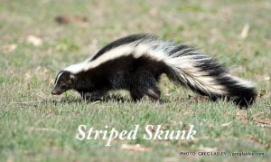 Do bobcats eat skunks?