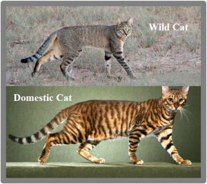 The domestic cat is a contradiction