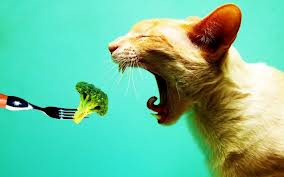 Vegetarian Cats