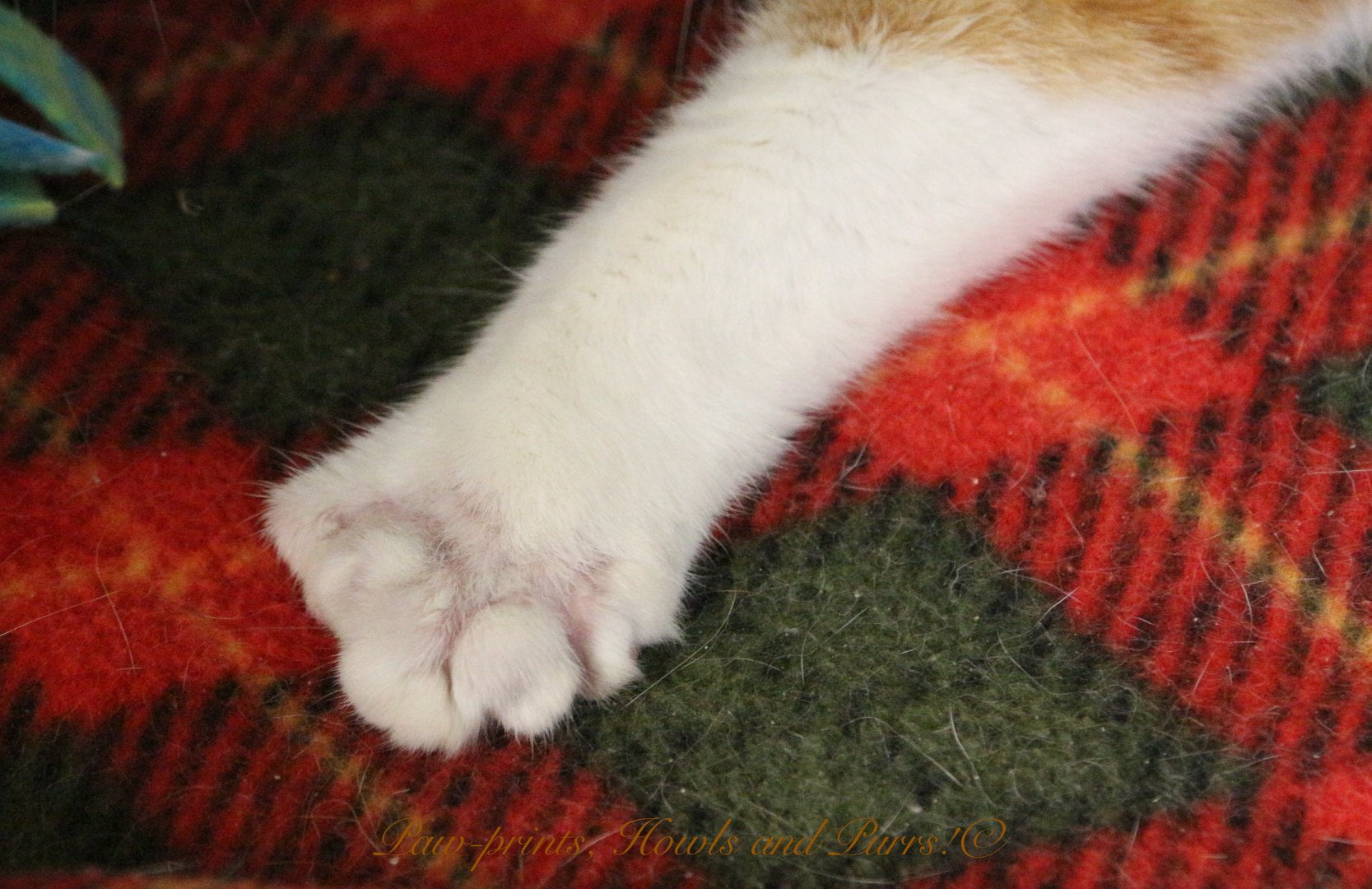 Veterinarian Butchered the Toes of a Polydactyl Cat