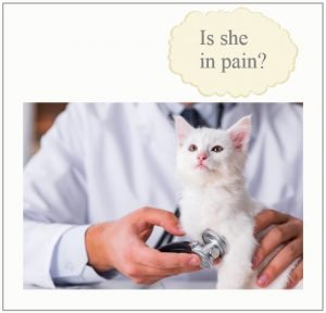 Veterinarians don't know how much pain cats are experiencing or if the drug is effective