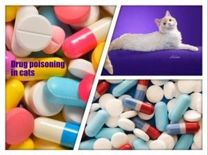 Drug Poisoning in Cats