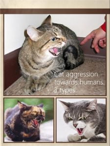 Cat aggression towards humans. 3 types.