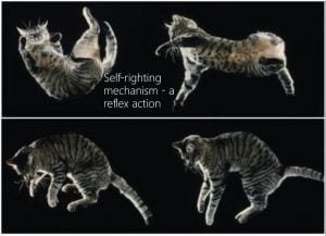 Cat Reflexes