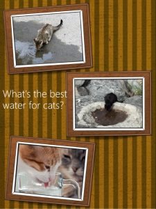 Should cats drink purified water?