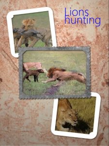 Hunting success rate of lions