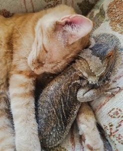 Bearded dragon and cat friendship