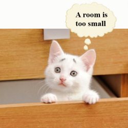 Is it cruel to keep a cat in one room?
