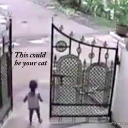 Outdoor Cats Are Like Free-Roaming Toddlers