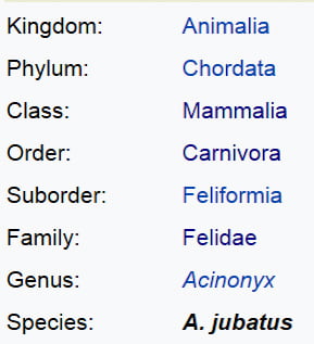 Cheetah taxonomic classification