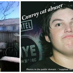 Cat abuser gives us an insight into why he did it