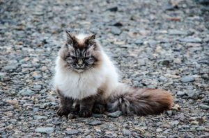 Are there cats in Iceland?