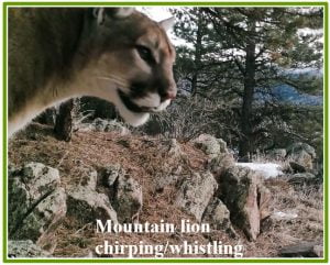 Why do mountain lions chirp?