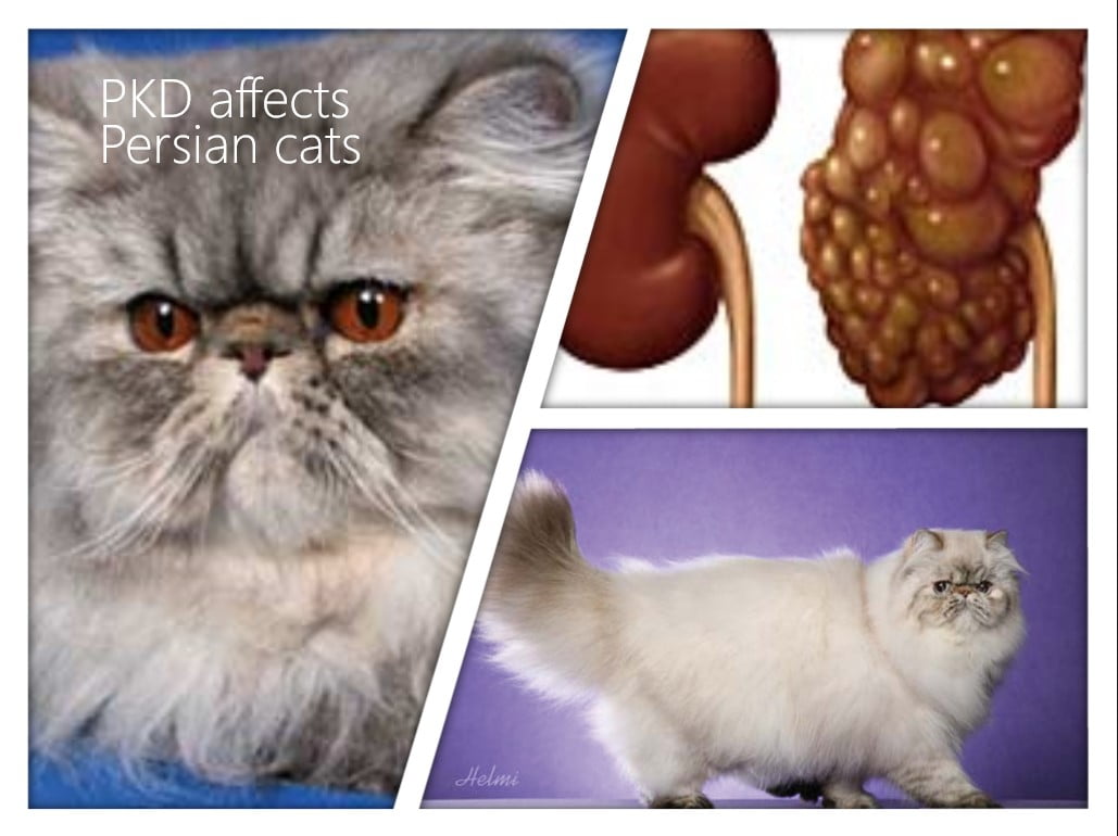 What Is A Persian Cat S Life Expectancy Poc