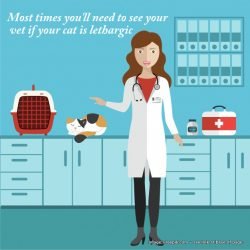 Why is my cat lethargic? 20 reasons