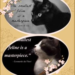 Respecting the cat: 7 ways