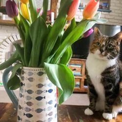 Tulips are toxic to cats