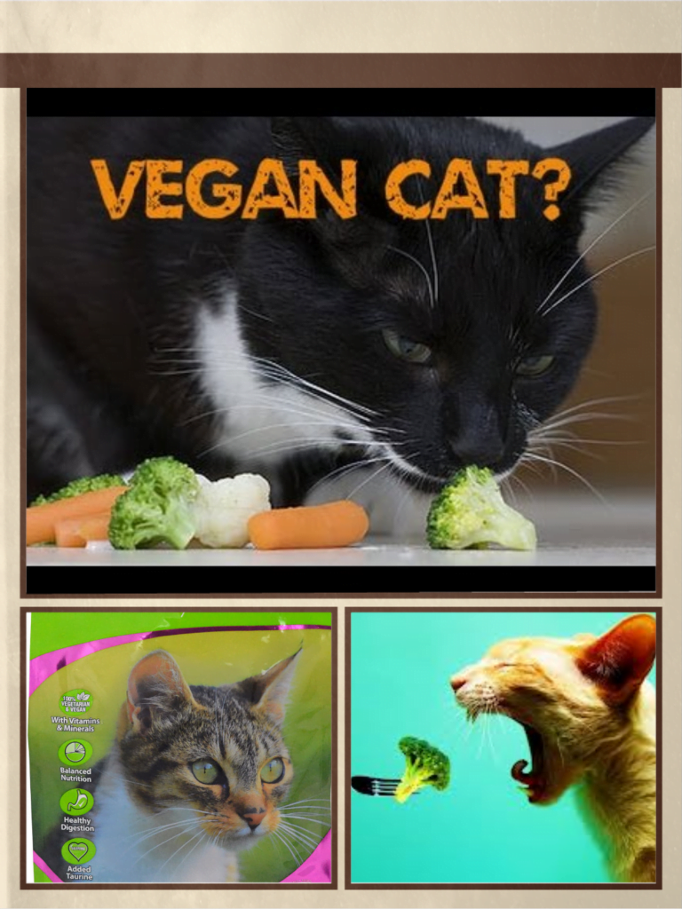 Why can't cats be vegetarian?