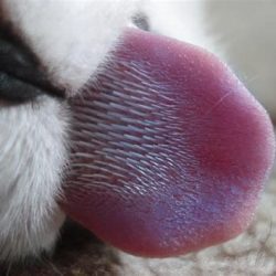 Why is my cat"s tongue blue?