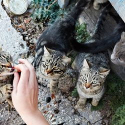 If you feed a stray cat is it legally yours?