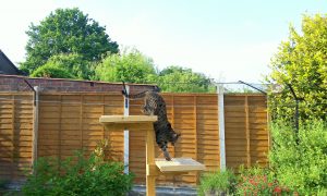 My cat enjoying his outside cat enclosure