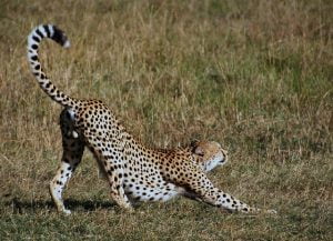 Why the cheetah is endangered