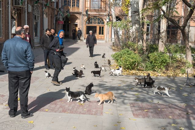 Iranians Are Having Smaller Families and Keeping More Pets