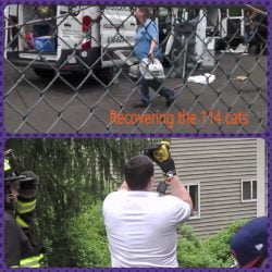 114 Cats Kept In A Garage