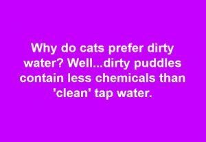 Why do cas prefer dirty water?