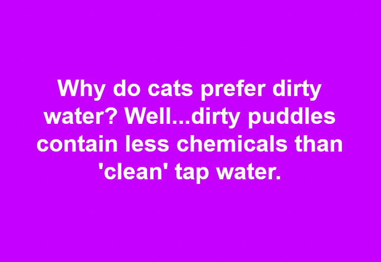 Why do cas prefer dirty water?