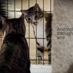 Female Owner Sleeping With One Cat Causes Animosity In The Other