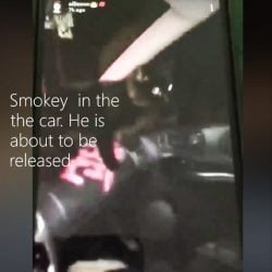 Kids Steal A Cat And Laugh About It On Facebook Video