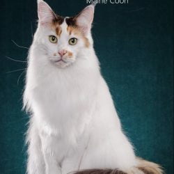 Maine Coon Photo Portait