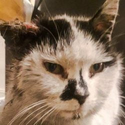 Cat showing tough life after 9 years as a stray