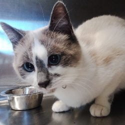 Amber a rescue cat needing a home