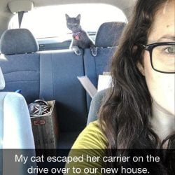 Backseat driver cat