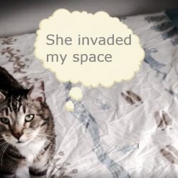 Cat Spraying Around And On Child's Bed. Video and Discussion