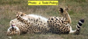 Are Cheetahs Big Cats?