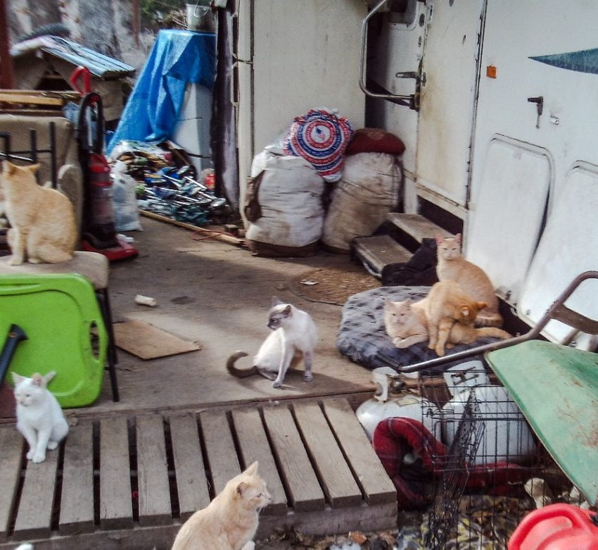 Colony of semi-ferals to be rescued