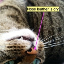 Should my cat have a wet nose?