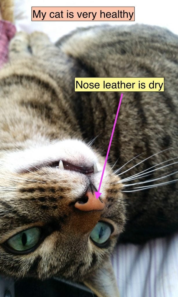 Should my cat have a wet nose?