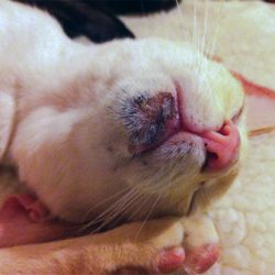 Home treatment for cat acne