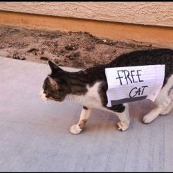 Free Cat Sign Was Duct Taped To A Cat