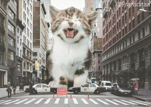 Giant Cat. By fransditaa on Instagram