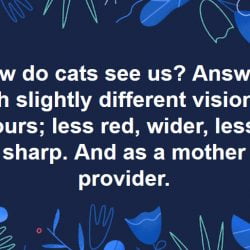 how do cats see us?