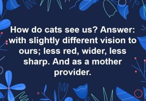 how do cats see us?